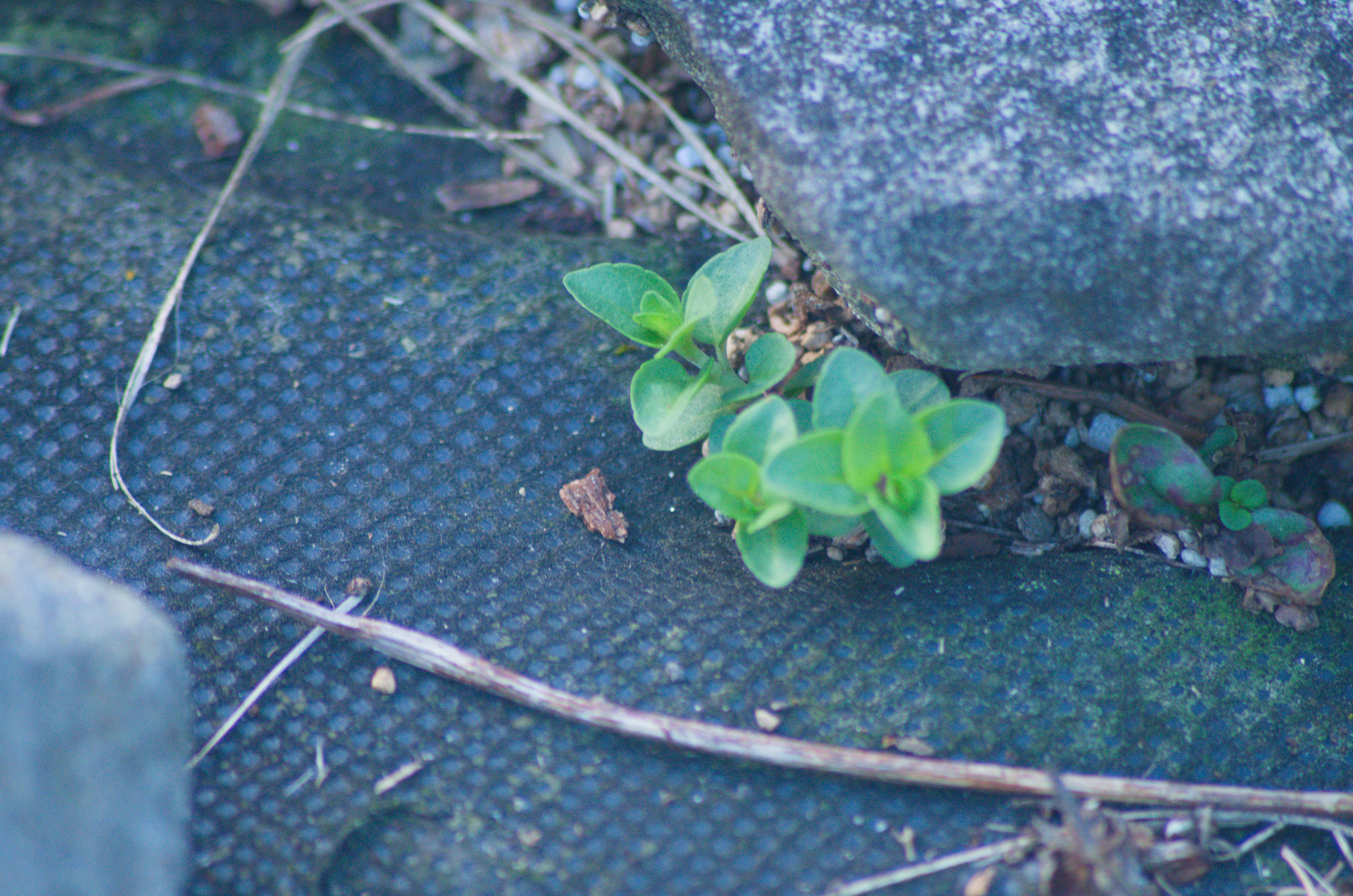 Plants.jpg