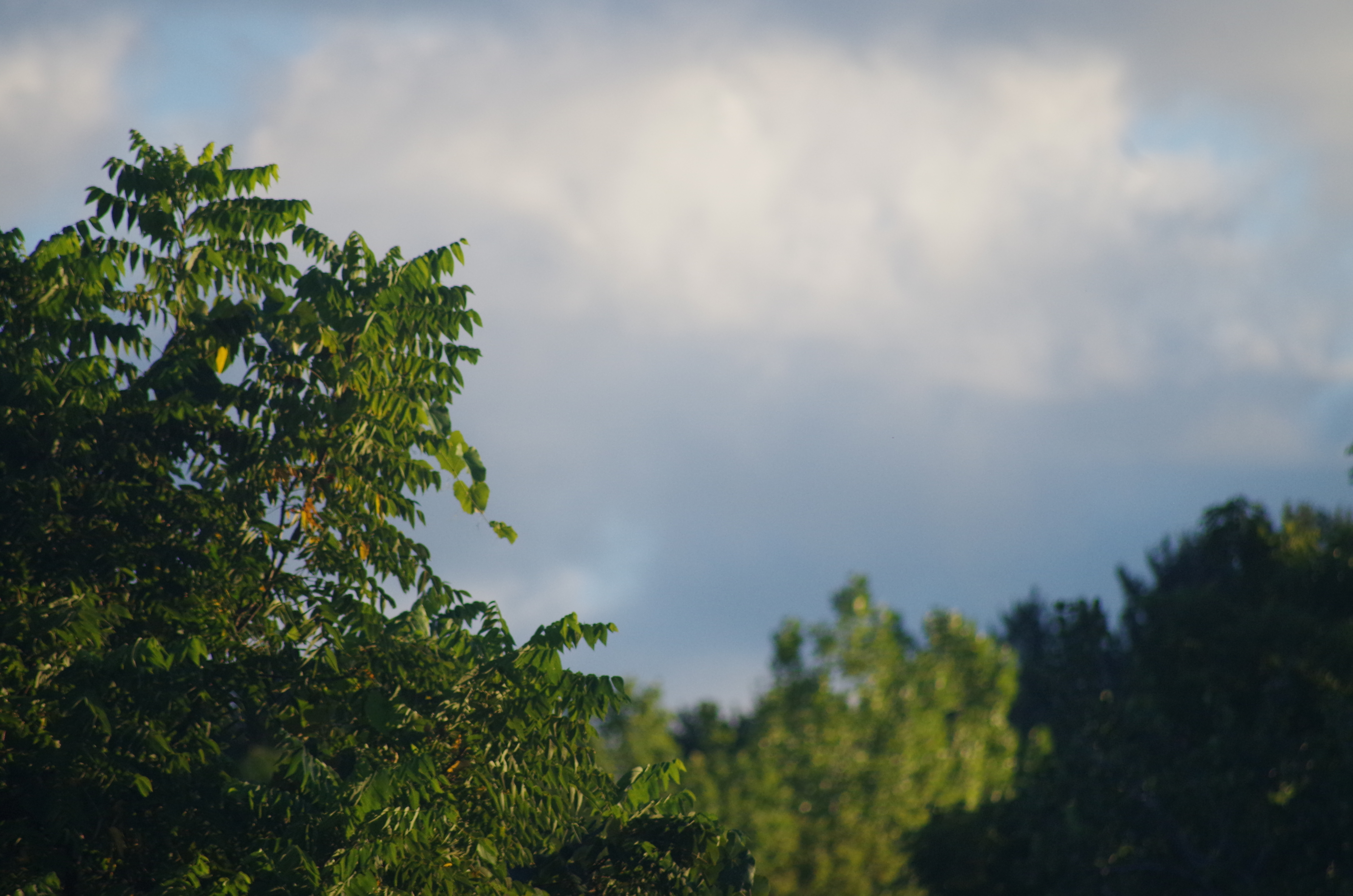 Tree.jpg